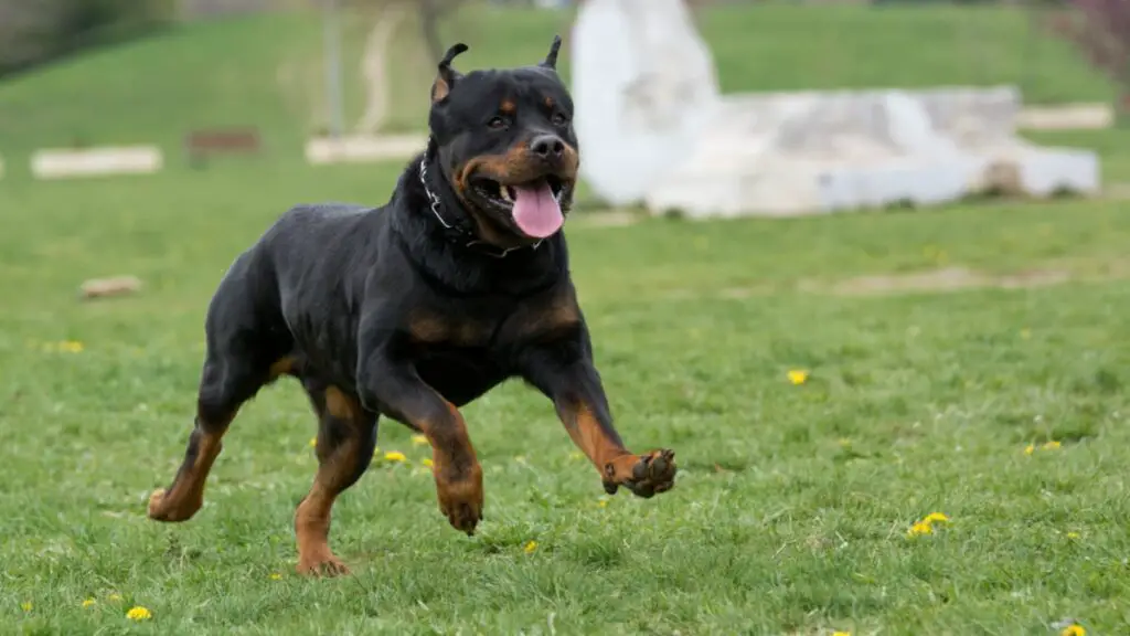 Rottweiler Running in the Park