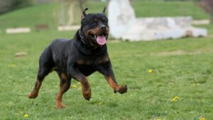 Rottweiler Running in the Park