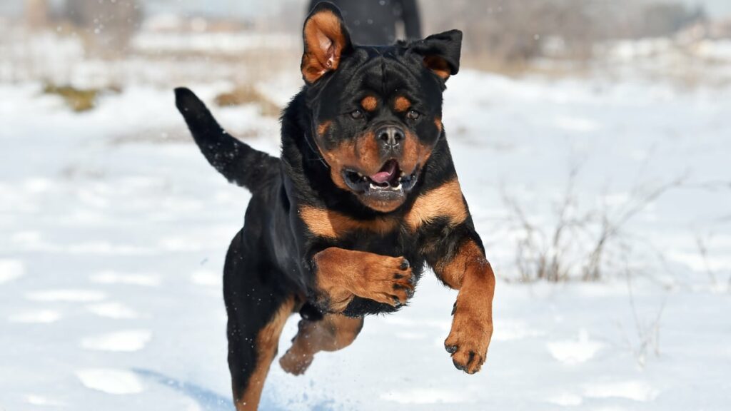 Rottweiler Running in the Snow