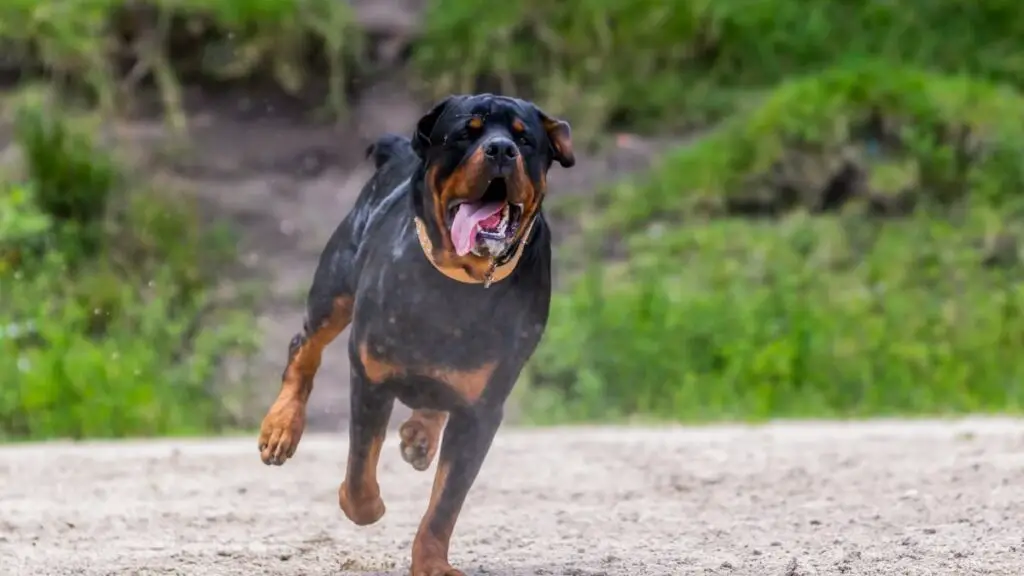 Rottweiler Running on the Beach