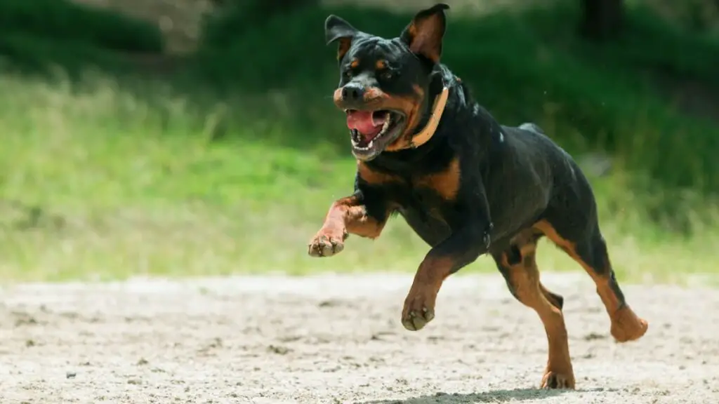 Rottweiler at the beach