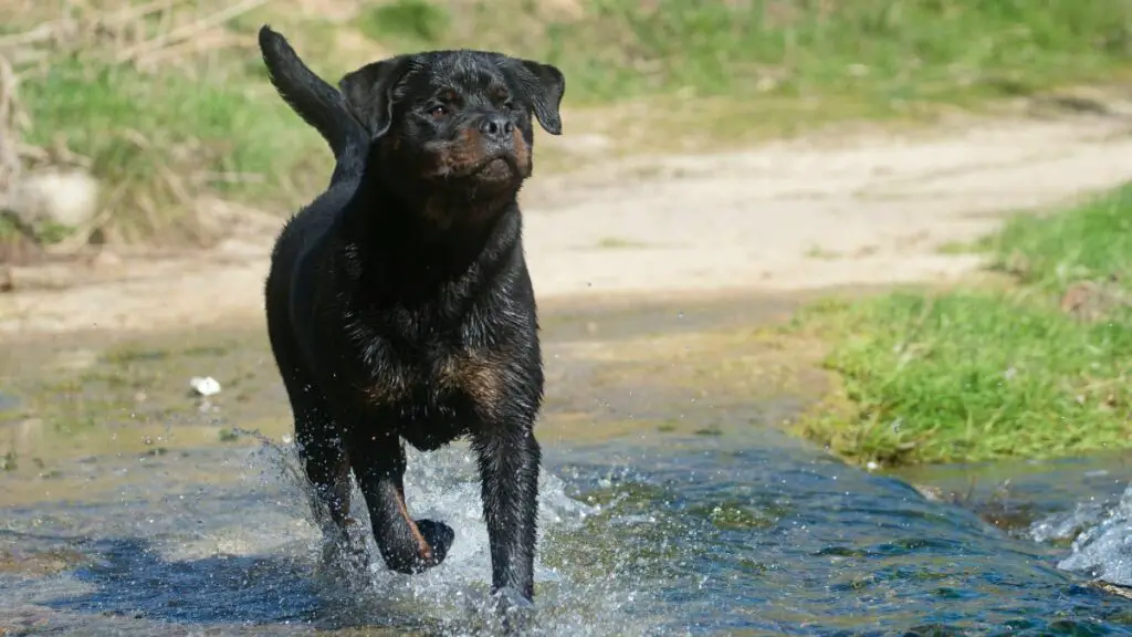 Young Rottweiler Running