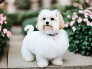 An endearing portrait of a Maltese dog