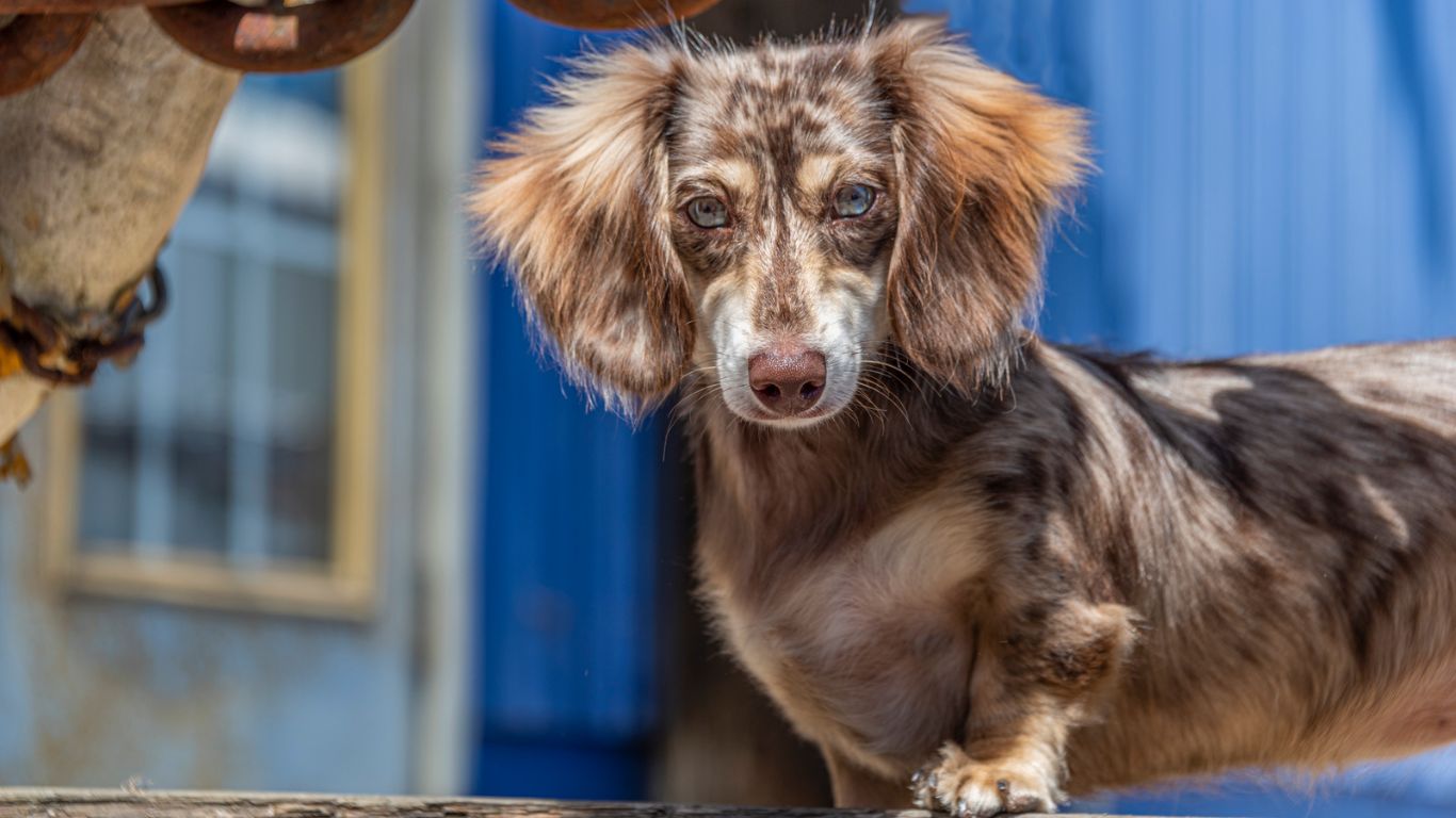 Dapple Dachshund Breed Facts & Care Guide Talk to Dogs