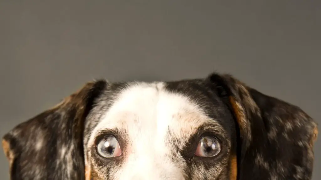 Dapple Dachshund Waking Up