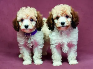 miniature poodles