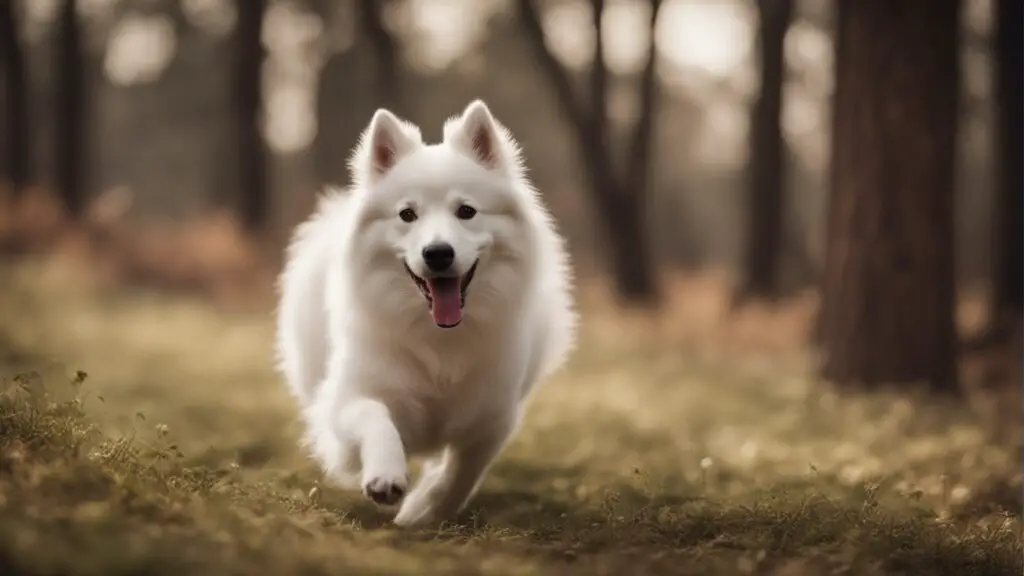 American Eskimo Dog training