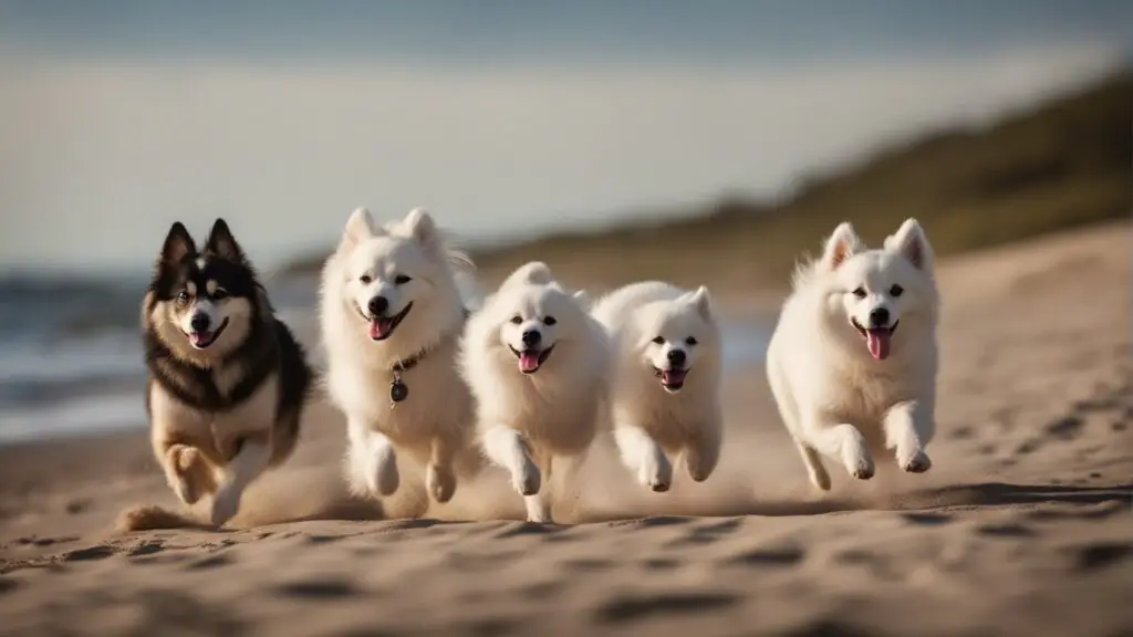 American Eskimo Dogs and Family Compatibility