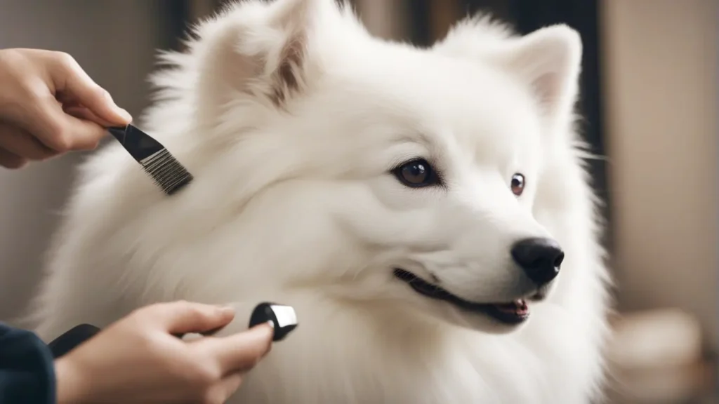 American eskimo dog getting brushed