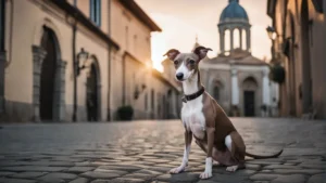 Italian Greyhounds Hypoallergenic